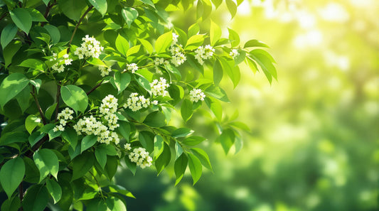 From Traditional Wisdom to Modern Care: The Timeless Charm of Neem in Newborn Gift Sets