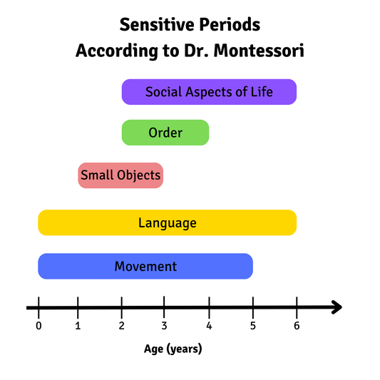 Montessori Sensitive Periods and Support Strategies