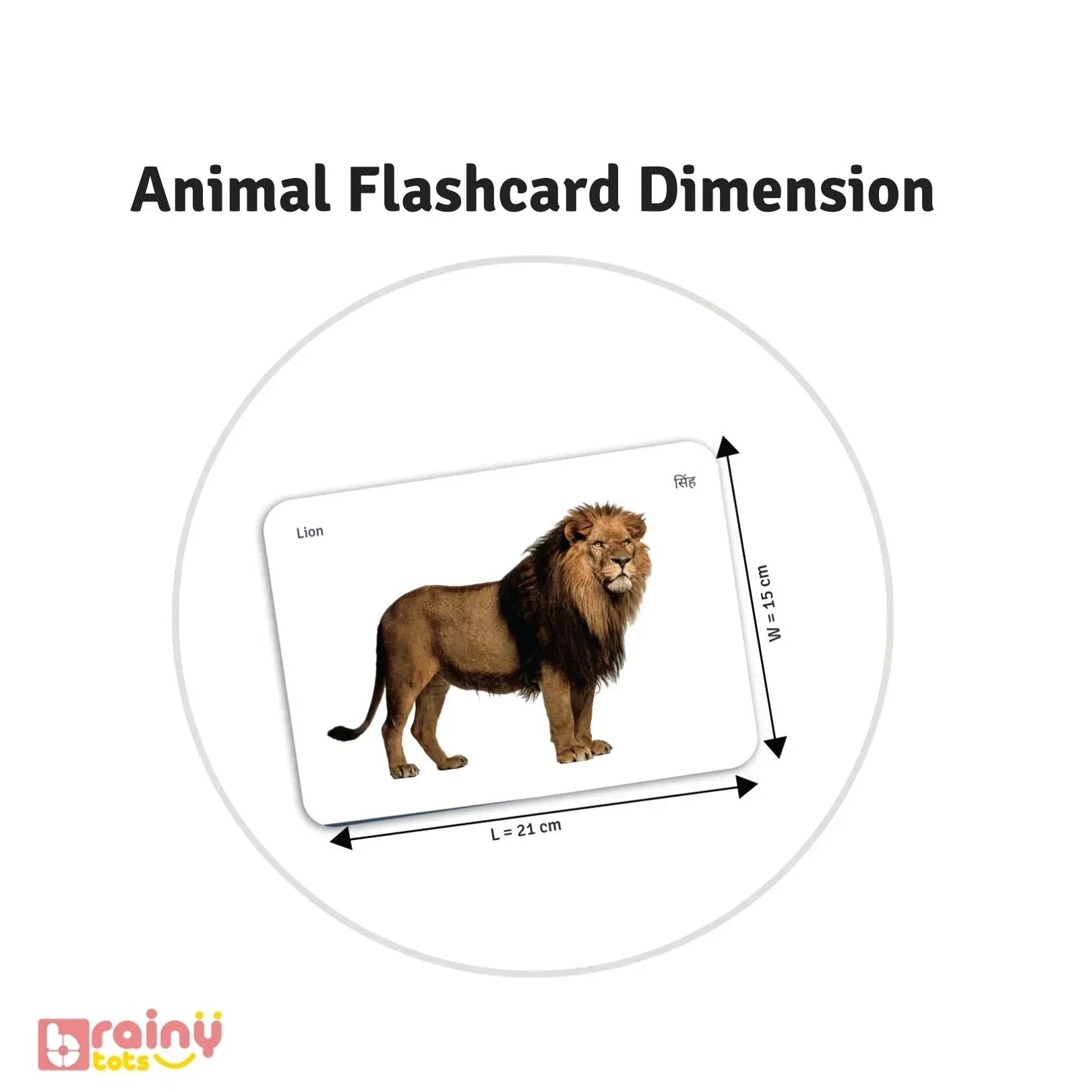 rainyTots Animal Flashcard dimensions showing a lion flashcard measuring 21 cm × 15 cm, designed with large realistic images for visual stimulation, vocabulary building, and early learning for babies aged 0–24 months.
