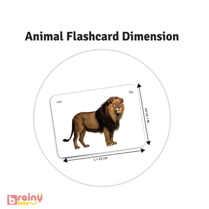 rainyTots Animal Flashcard dimensions showing a lion flashcard measuring 21 cm × 15 cm, designed with large realistic images for visual stimulation, vocabulary building, and early learning for babies aged 0–24 months.