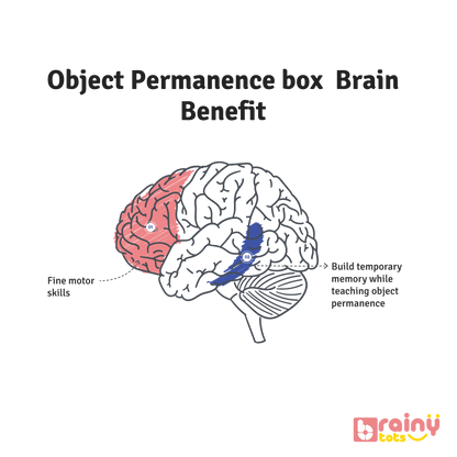 Experience the cognitive benefits of our Object Permanence Box, tailored to enhance your baby's development. By engaging with the colorful balls and observing their disappearance into the box, babies grasp the concept of object permanence, fostering cognitive growth and understanding. This foundational knowledge lays the groundwork for future learning and problem-solving skills. Elevate your baby's cognitive development with BrainyTots.com.