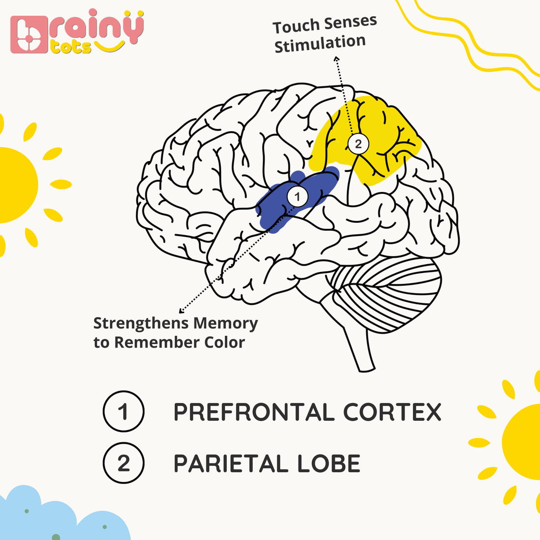 Diagram of brain highlighting touch senses stimulation with Rainy Tots branding