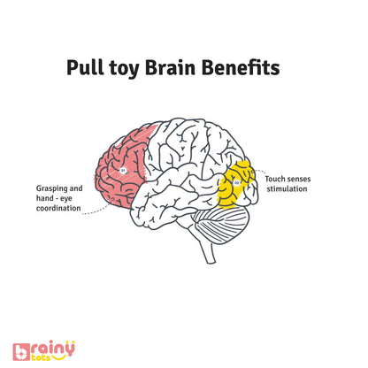 Unveil the cognitive advantages with our PulltoyBrainBenefits image. Dive into our website to explore further insights and products fostering mental growth and development.