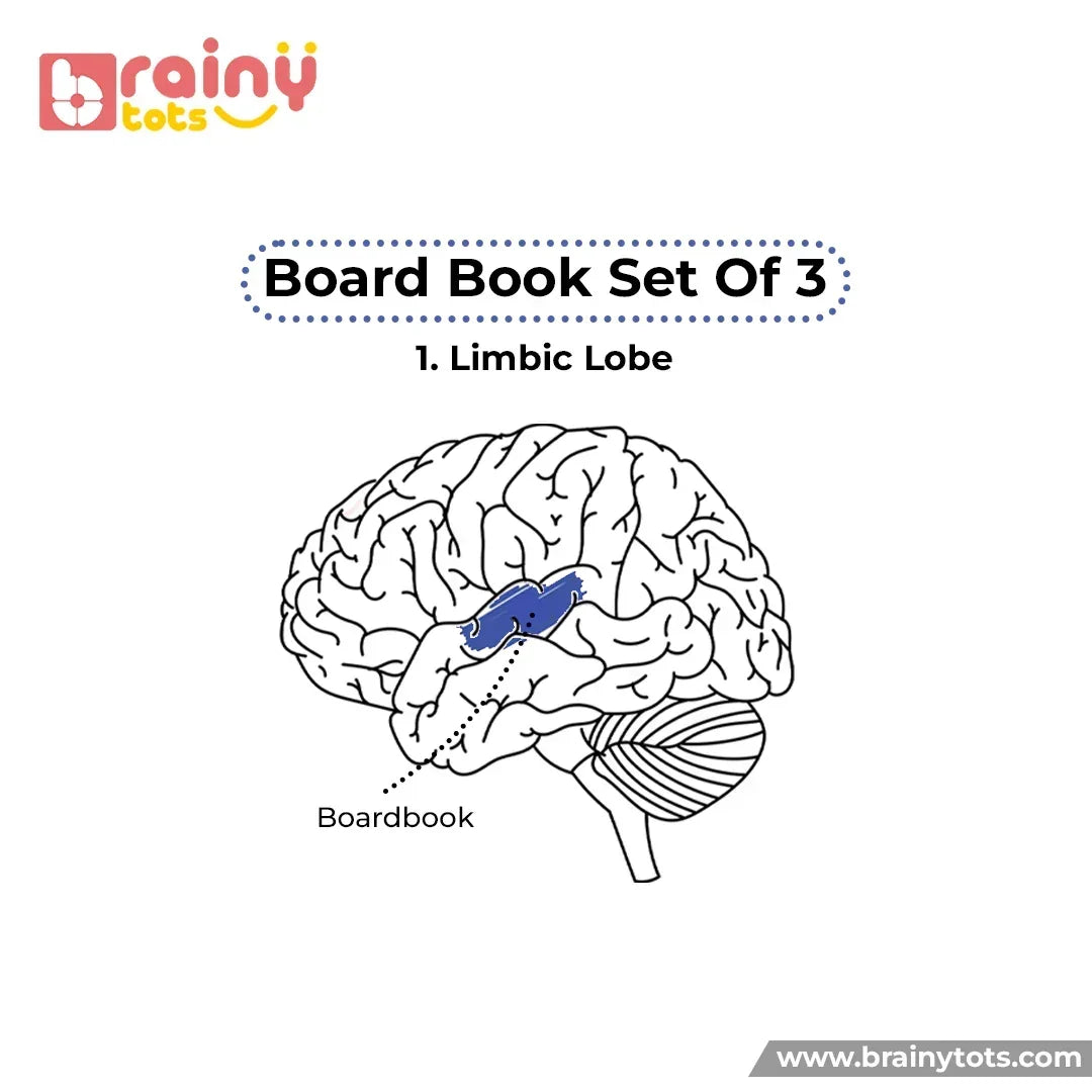 Brain development illustration showing how the Board Book Set of 3 supports the limbic lobe, helping babies strengthen memory, emotional learning, language development, and long-term cognitive growth through regular reading and picture exploration.