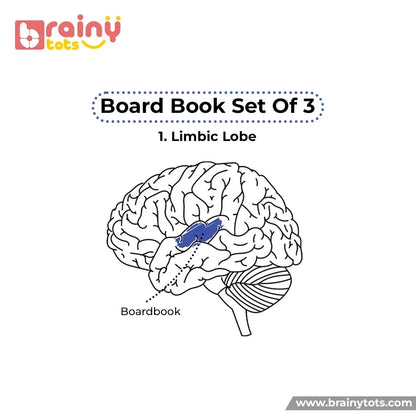 Brain development illustration showing how the Board Book Set of 3 supports the limbic lobe, helping babies strengthen memory, emotional learning, language development, and long-term cognitive growth through regular reading and picture exploration.