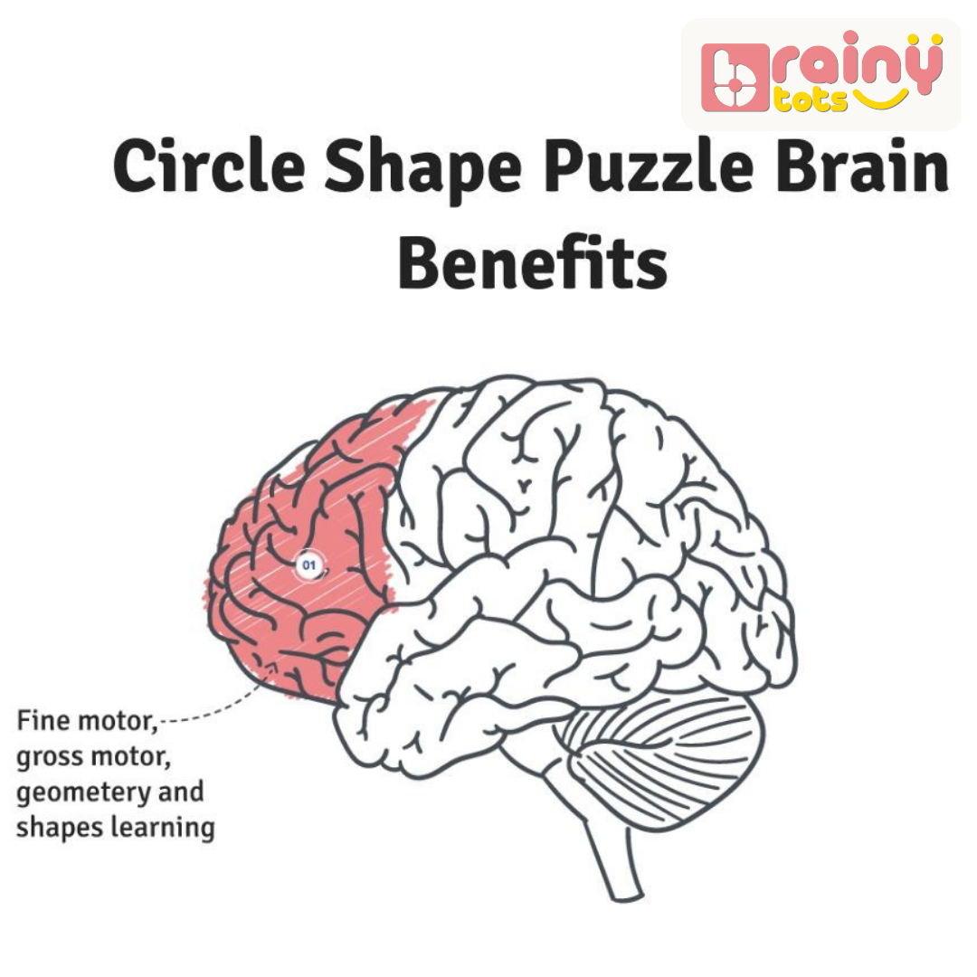 BrainyTots Circle Shape Puzzle developmental benefits infographic highlighting fine motor skills, gross motor skills, geometry, and shape learning.