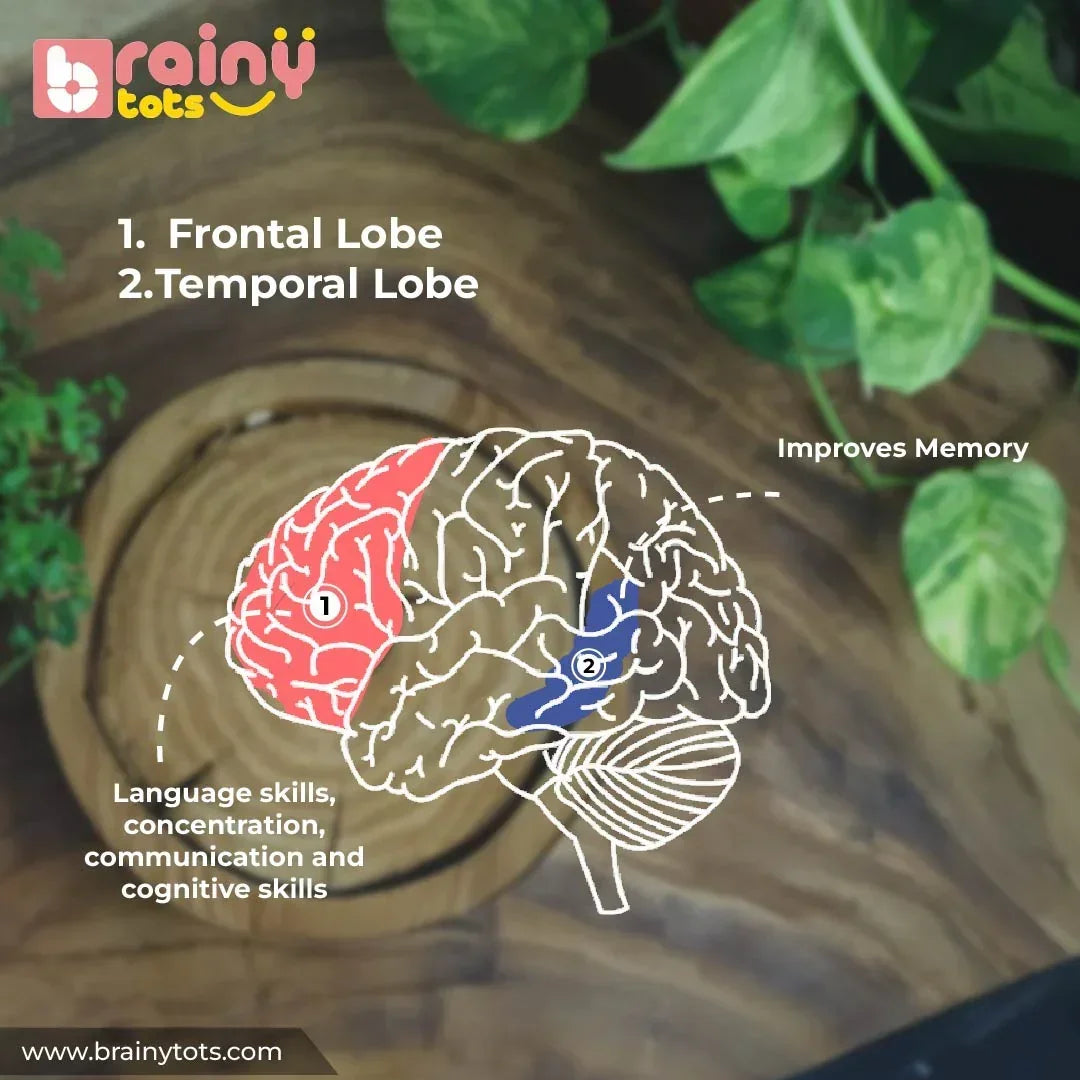 Brain development infographic for the BrainyTots Montessori High-Contrast Cloth Book – Early Seeing & Calm Play Book, illustrating the frontal and temporal lobes alongside language development, concentration, memory, communication, and early cognitive learning supported through parent-guided reading and sensory play.

