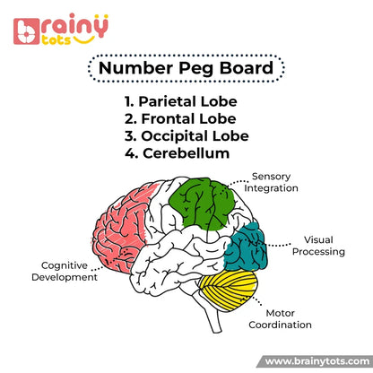 BrainyTots numbers peg board brain benefit infographic highlighting developmental milestones, coordination, and number sense progression.