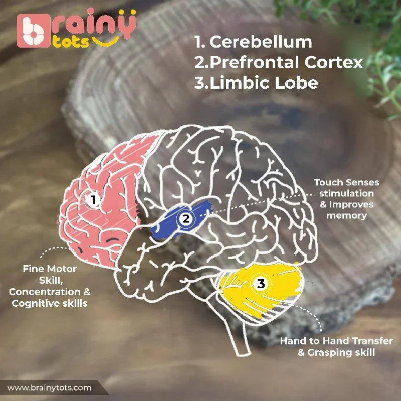 BrainyTots Rainbow Ribbon Wooden Teether brain development infographic showing how natural beech wood teething play and colorful ribbons stimulate the cerebellum, prefrontal cortex, and limbic lobe to support fine motor skills, hand-to-hand transfer, sensory development, concentration, and early cognitive growth.