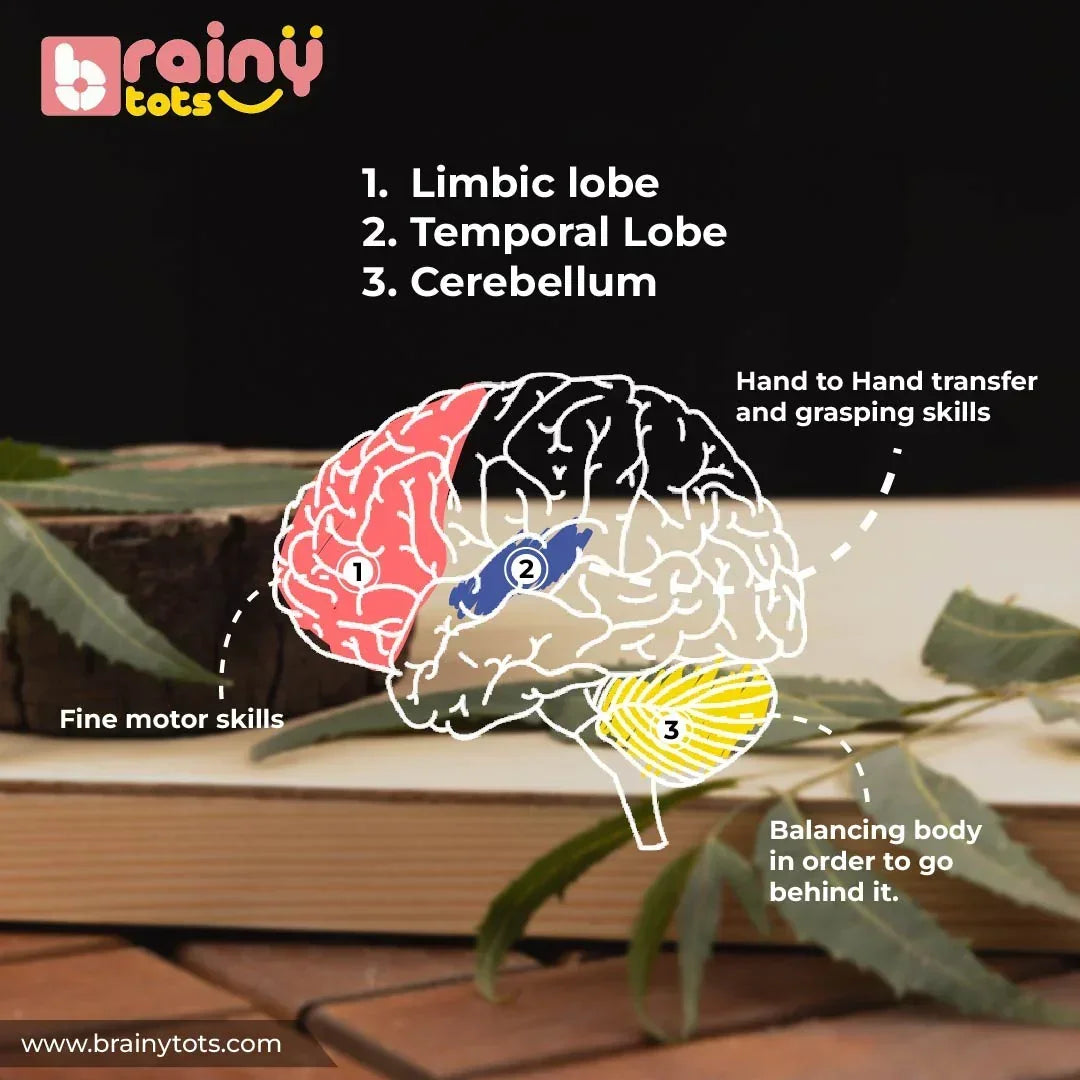 BrainyTots Rolling Drum Rattle infographic illustrating how grasping, hand-to-hand transfer, balance, and fine motor activities support early sensory, motor, and cognitive development in babies aged 3–12 months.