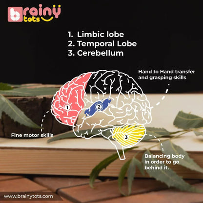BrainyTots Rolling Drum Rattle infographic illustrating how grasping, hand-to-hand transfer, balance, and fine motor activities support early sensory, motor, and cognitive development in babies aged 3–12 months.