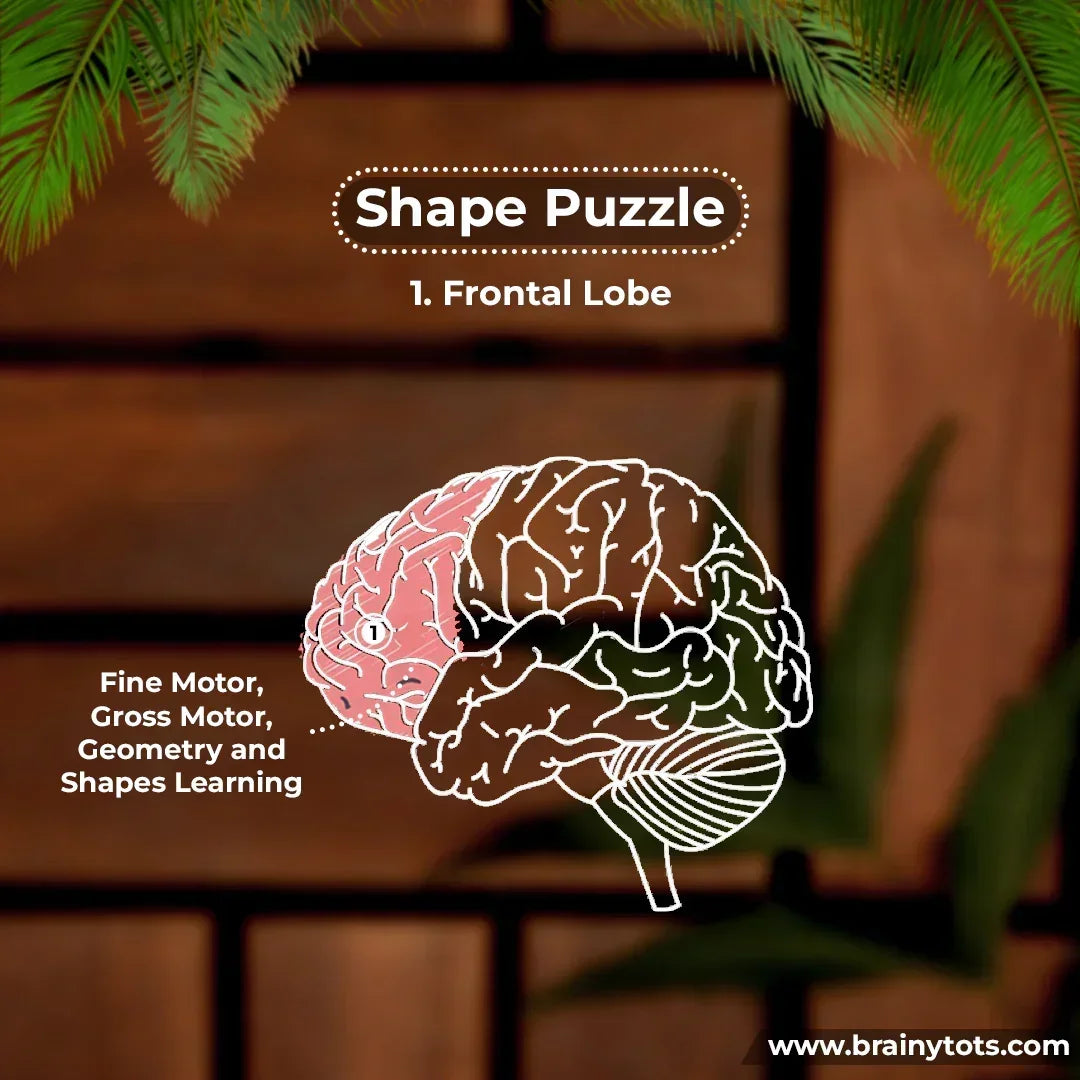 BrainyTots Shape Puzzle educational graphic illustrating how Montessori shape sorting activities support fine motor skills, gross motor development, shape recognition, early geometry learning, and cognitive development in babies aged 6–24 months through hands-on play.