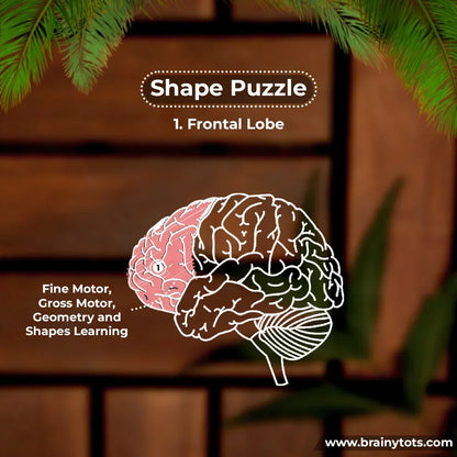 BrainyTots Shape Puzzle educational graphic illustrating how Montessori shape sorting activities support fine motor skills, gross motor development, shape recognition, early geometry learning, and cognitive development in babies aged 6–24 months through hands-on play.