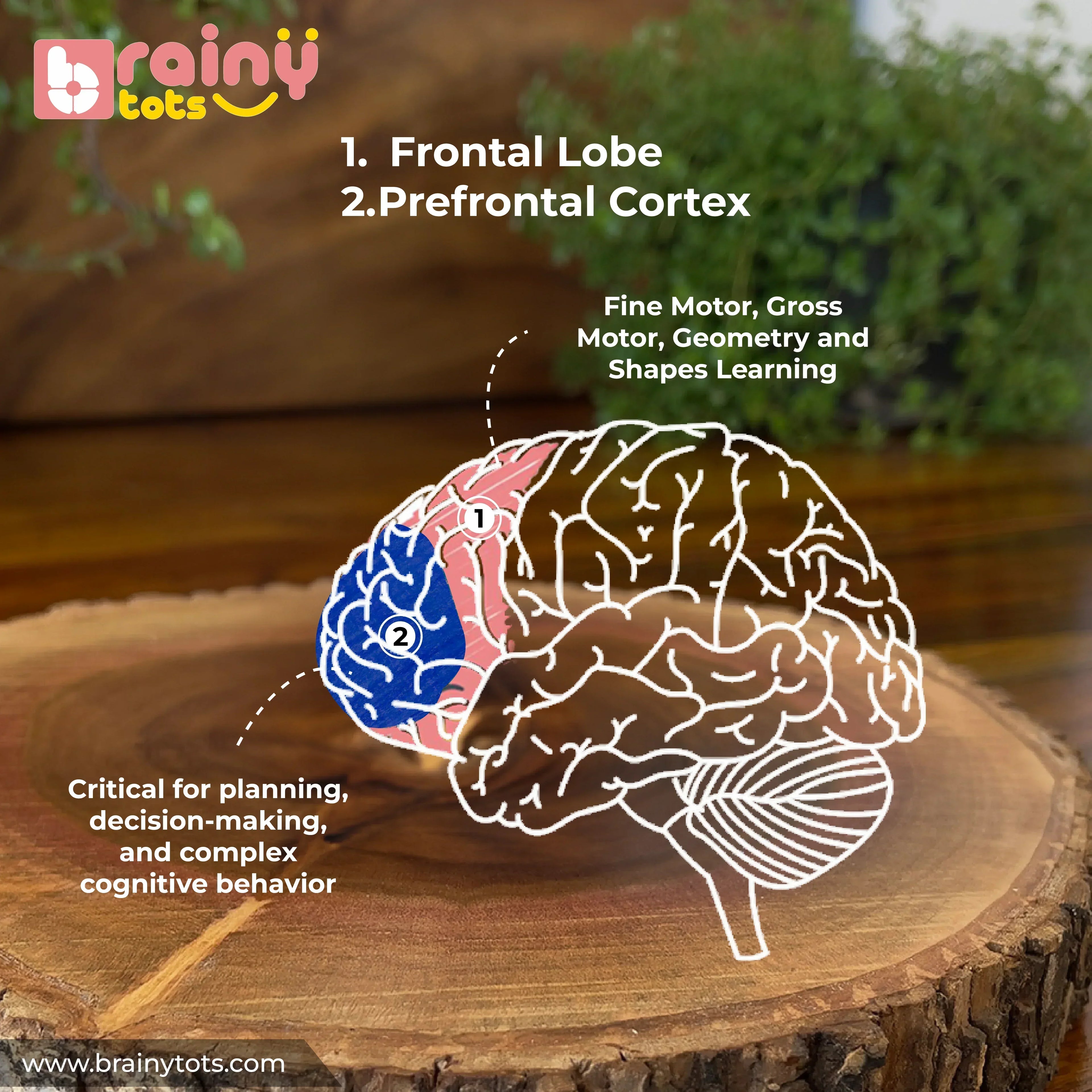 Educational infographic illustrating how the BrainyTots Shapes & Grasp Discovery Kit encourages fine motor development, shape recognition, early geometry learning, problem-solving, planning skills, decision-making, and independent Montessori learning through hands-on wooden play for babies aged 6–24 months.