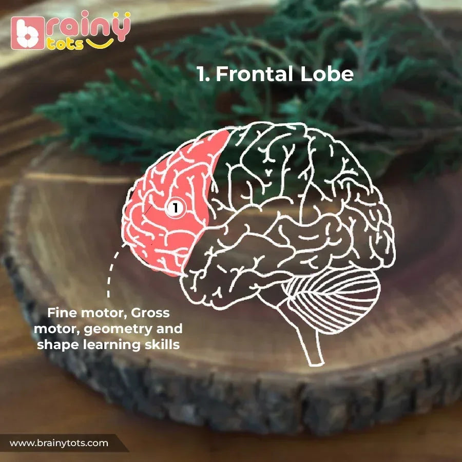 Educational infographic showing how the BrainyTots Montessori Shape Puzzle encourages fine motor development, gross motor coordination, shape recognition, early geometry learning, and cognitive development through hands-on play for babies aged 6–24 months.