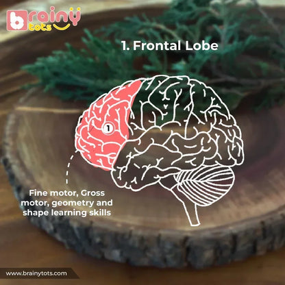 Educational infographic showing how the BrainyTots Montessori Shape Puzzle encourages fine motor development, gross motor coordination, shape recognition, early geometry learning, and cognitive development through hands-on play for babies aged 6–24 months.
