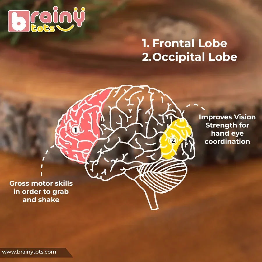 Educational infographic illustrating how the BrainyTots Montessori Shape Puzzle supports fine motor development, grasping skills, hand-eye coordination, visual tracking, shape recognition, and early cognitive learning through hands-on wooden play for babies aged 6–24 months.