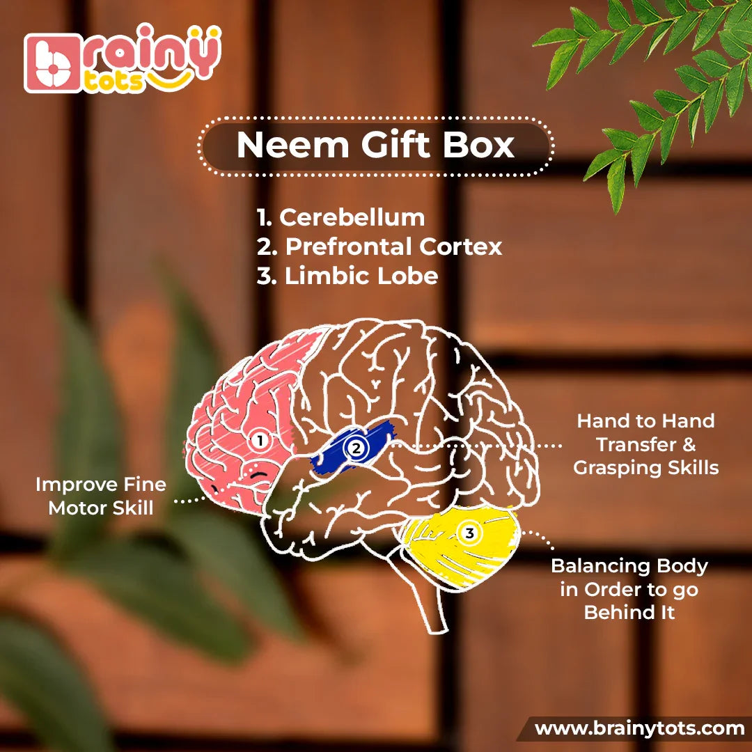 Brain development illustration showing how the Neem Wood Teether Gift Set stimulates the cerebellum, prefrontal cortex, and limbic lobe to strengthen fine motor skills, hand-to-hand transfer, grasping ability, balance, coordination, and early cognitive development in newborn babies.